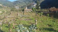 terreno a Rocchetta Nervina