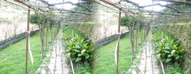 Casa Indipendente in vendita a Taggia - Rif. 63