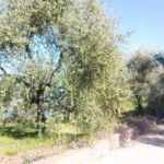 Appartamento in affitto a Imperia - Rif. 