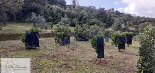 Villa in vendita a Capoliveri - Rif. Rif. 231