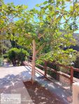 Villa A Schiera in vendita a Rio - Rif. Rif. 319