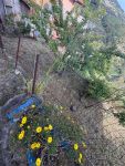 Casa Indipendente in vendita a Ventimiglia - Rif. 563